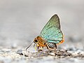 * Nomination Close wing mud-puddling position of Burara vasutana (Moore,1866) - Green Awlet. (by Atanu Bose Photography) --Atudu 12:41, 8 January 2023 (UTC) * Promotion The unsharp area in the front seems a little bit weird to me. --Valo139 20:19, 8 January 2023 (UTC)  Support Good quality. --Bodhisattwa 06:55, 12 January 2023 (UTC)