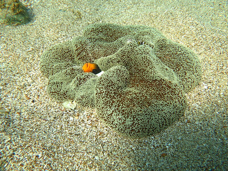 File:Clownfish Sharm01.jpg