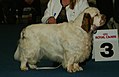 Clumber Spaniel