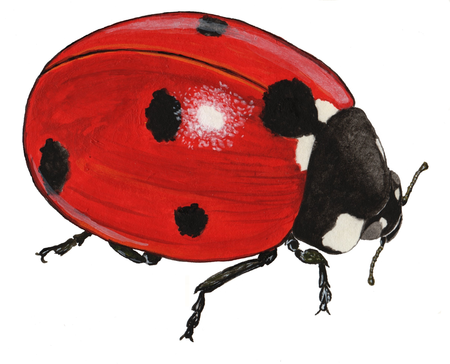 Fail:Coccinella_septempunctata-norarte_nomark.png