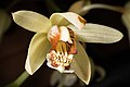 Coelogyne tomentosa