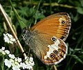 Miniatura para Coenonympha arcania