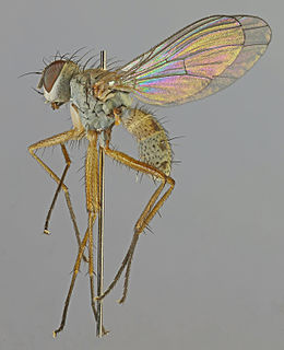 <i>Coenosia testacea</i> Species of fly