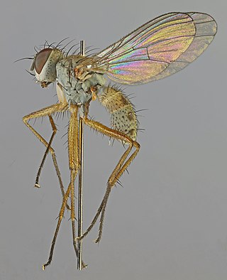 <i>Coenosia testacea</i> Species of fly