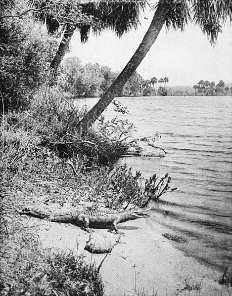 File:Collier's 1921 Florida - Tomoka River.jpg