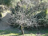 ]] (Vallès Occidental, Baix Llobregat, Barcelonès) (Sant Cugat del Vallès, Barcelona, Cerdanyola del Vallès i altres). This is a a photo of a natural area in Catalonia, Spain, with id: ES510066 Object location 41° 26′ 24″ N, 2° 06′ 36″ E  View all coordinates using: OpenStreetMap