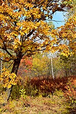 Миниатюра для Файл:Colors of the far Eastern autumn. 05.jpg