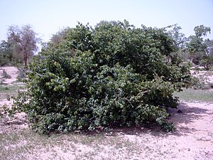 Combretum micranthum Bild0729.jpg