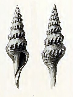 <i>Comitas pagodaeformis</i> Species of mollusc