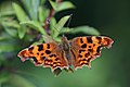 * Nomination Comma (Polygonia c-album) --Charlesjsharp 15:53, 23 July 2021 (UTC) * Promotion  Support Good quality. --George Chernilevsky 20:11, 23 July 2021 (UTC)