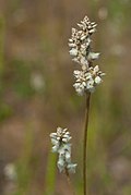 Common Cottonweed (Froelichia floridana) (29619045415).jpg