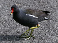 Moorhen, Common Gallinula chloropus