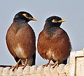 Common Mynas- Display at Hodal I Picture 0051.jpg