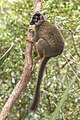 * Nomination Common brown lemur (Eulemur fulvus) male --Charlesjsharp 08:27, 9 July 2024 (UTC) * Promotion  Support Good quality. --Benjism89 21:07, 9 July 2024 (UTC)