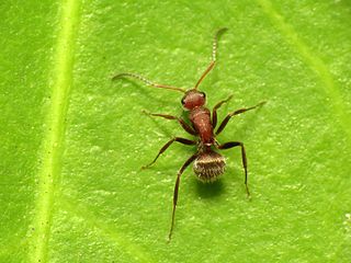 <i>Camponotus planatus</i> species of insect