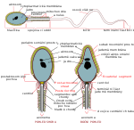Complete diagram of a human spermatozoa cs.svg