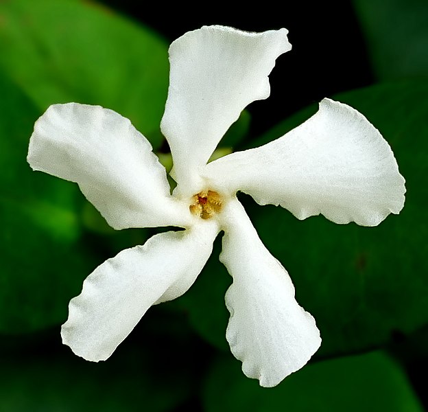 File:Confederate Jasmine -- Trachelospermum jasminoides.jpg