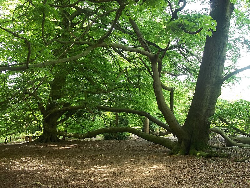 File:Conjoined beech trees near Guildford.jpg