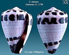 Conus ebraeus 3.jpg