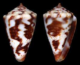 Conus explorator