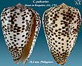 Conus pulicarius 2.jpg