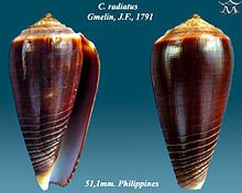 Conus radiatus 1.jpg