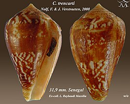 Conus trencarti