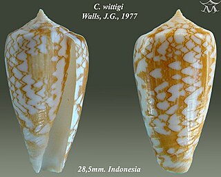 <i>Conus wittigi</i> Species of sea snail