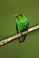 Coppery-headed Emerald - La Corora - Costa Rica S4E1630 (26663680986).jpg