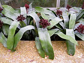 korallihuisku (Aechmea fulgens)