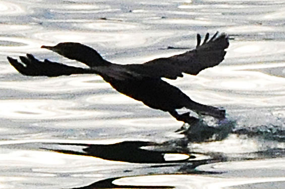 Cormorant taking flight