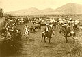 Junta de ganado en Viluco