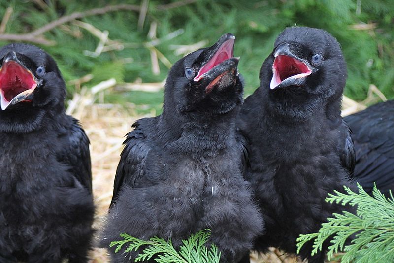 File:Corvus corax juvenile 08.jpg