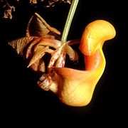 Coryanthes maculata Type species