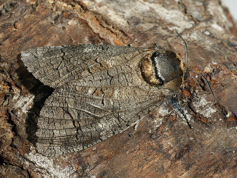 File:Cossus cossus ♂ - Goat moth (male) - Древоточец пахучий (самец) (40770486452).jpg