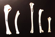 Coturnix gomerae limb bones.JPG