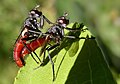 Couple de mouches