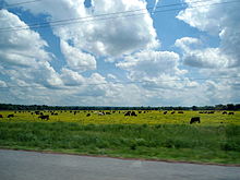 Livestock grazing in a flat, flowering pasture near Mulberry Cows in flowered pasture near Mulberry, AR.jpg