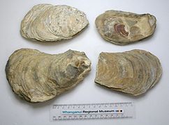 Crassostrea ingens (fossile)
