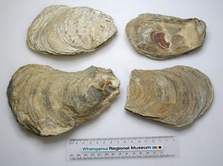 <i>Crassostrea ingens</i>