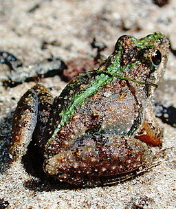 Cricket frog2
