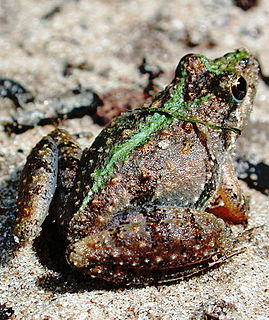 Cricket frog Genus of amphibians