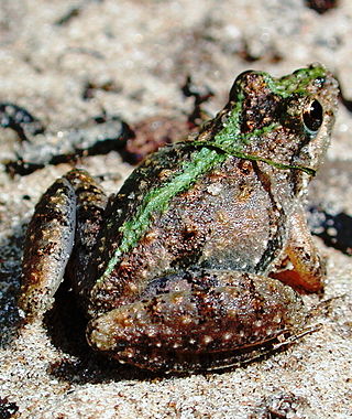 <span class="mw-page-title-main">Cricket frog</span> Genus of North American amphibians