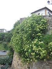 Crithmum maritimum (habitat)