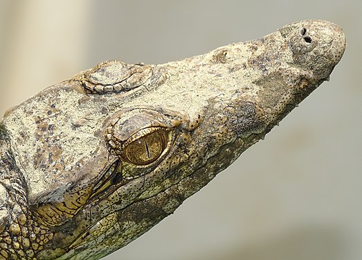 Desert crocodile around the Pendjari complex in Benin Photograph: AMADOU BAHLEMAN FARID