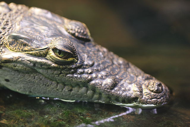 Image: Crocodylus moreletii   Tiergarten Schönbrunn 2
