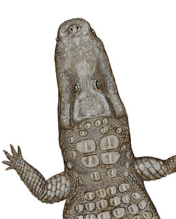 <i>Crocodylus thorbjarnarsoni</i> Species of extinct reptile