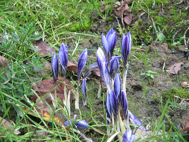 File:Crocus cancellatus clump3.jpg