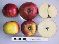 Cross section of Prinses Beatrix, National Fruit Collection (acc. 1955-003) .jpg