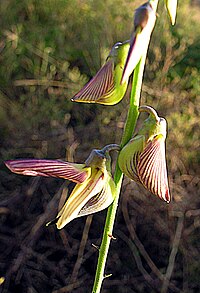 Dodekano ĉeestas en la specimenoj de Crotalaria ochroleuca